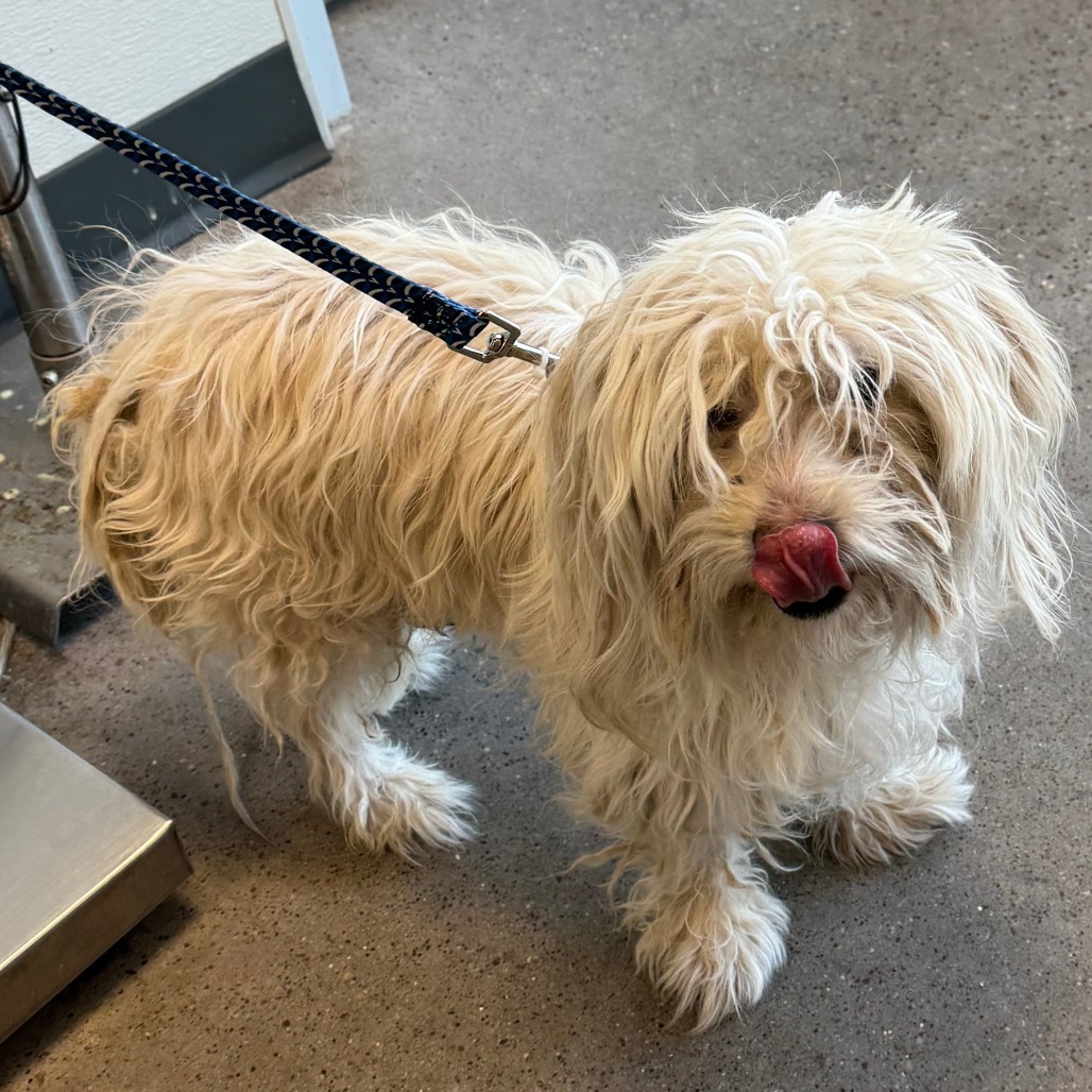 Noble, an adoptable Mixed Breed in Las Cruces, NM, 88001 | Photo Image 2