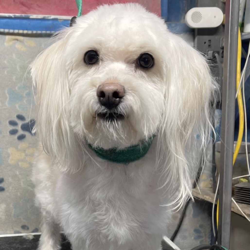 Noble, an adoptable Mixed Breed in Las Cruces, NM, 88001 | Photo Image 4