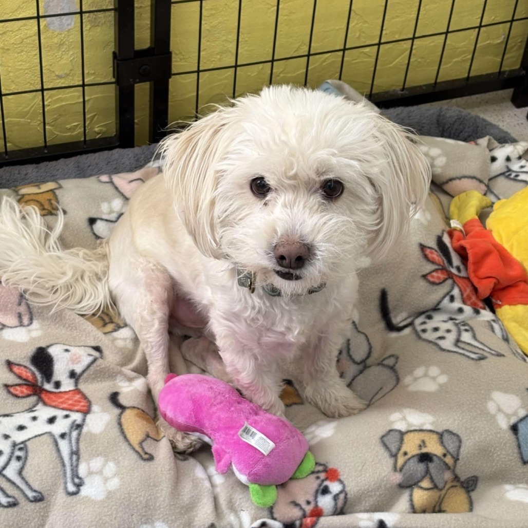 Noble, an adoptable Mixed Breed in Las Cruces, NM, 88001 | Photo Image 6