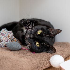 Scone is our little island girl Hailing from the island of Antigua Scone faced an uncertain future