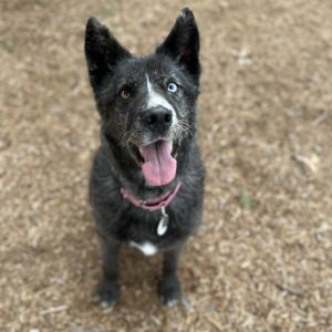 Lady Agoda, Senior Female Collie