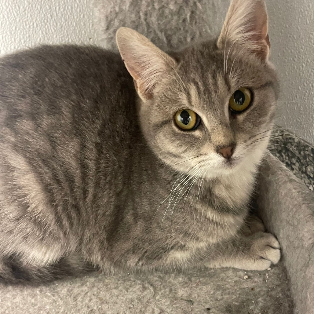 Moonstone, an adoptable Domestic Short Hair in Kingman, KS, 67068 | Photo Image 1