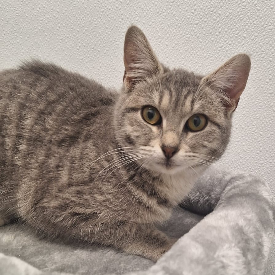 Moonstone, an adoptable Domestic Short Hair in Kingman, KS, 67068 | Photo Image 2