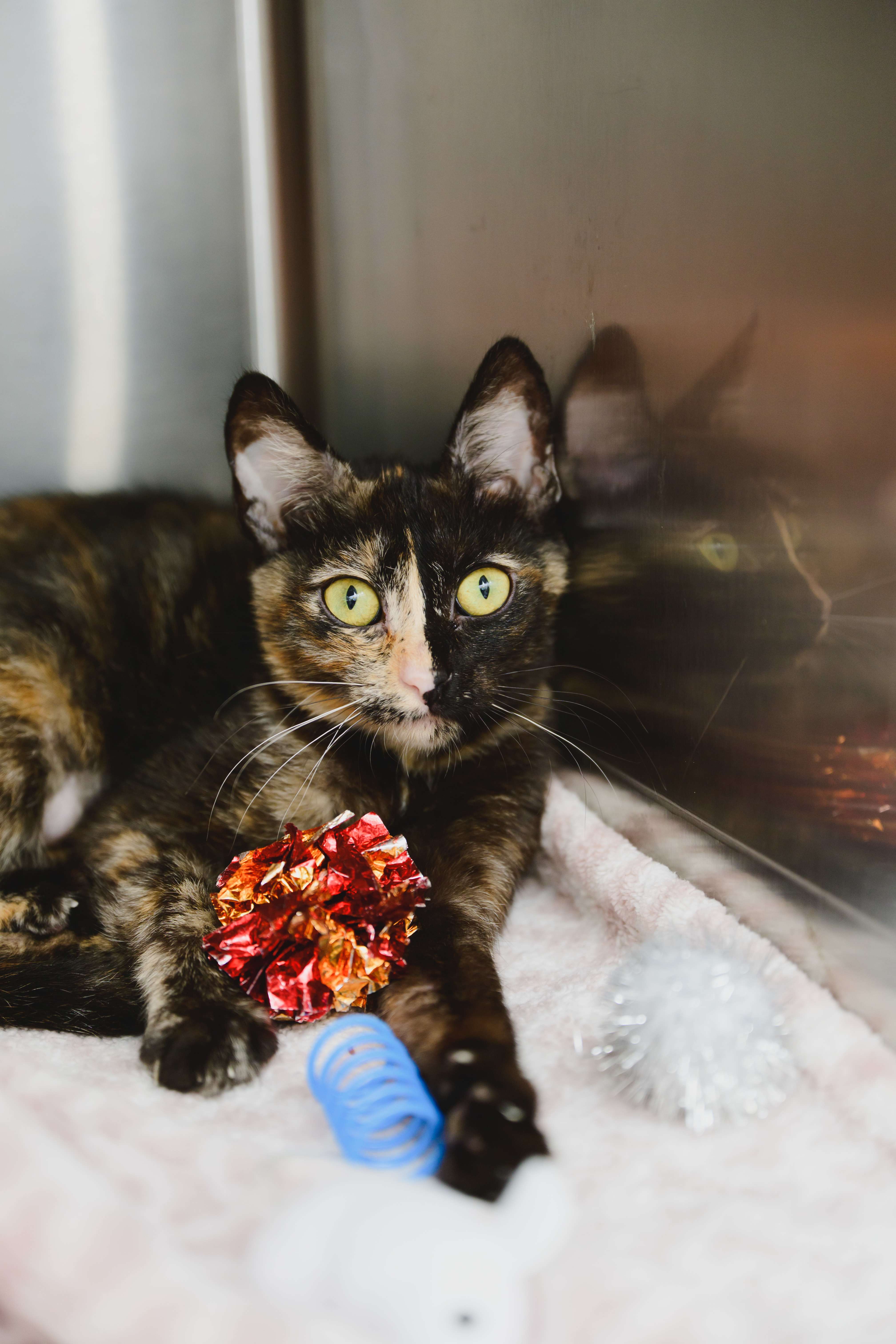 Ginger, an adoptable Domestic Short Hair in Honolulu, HI, 96826 | Photo Image 1