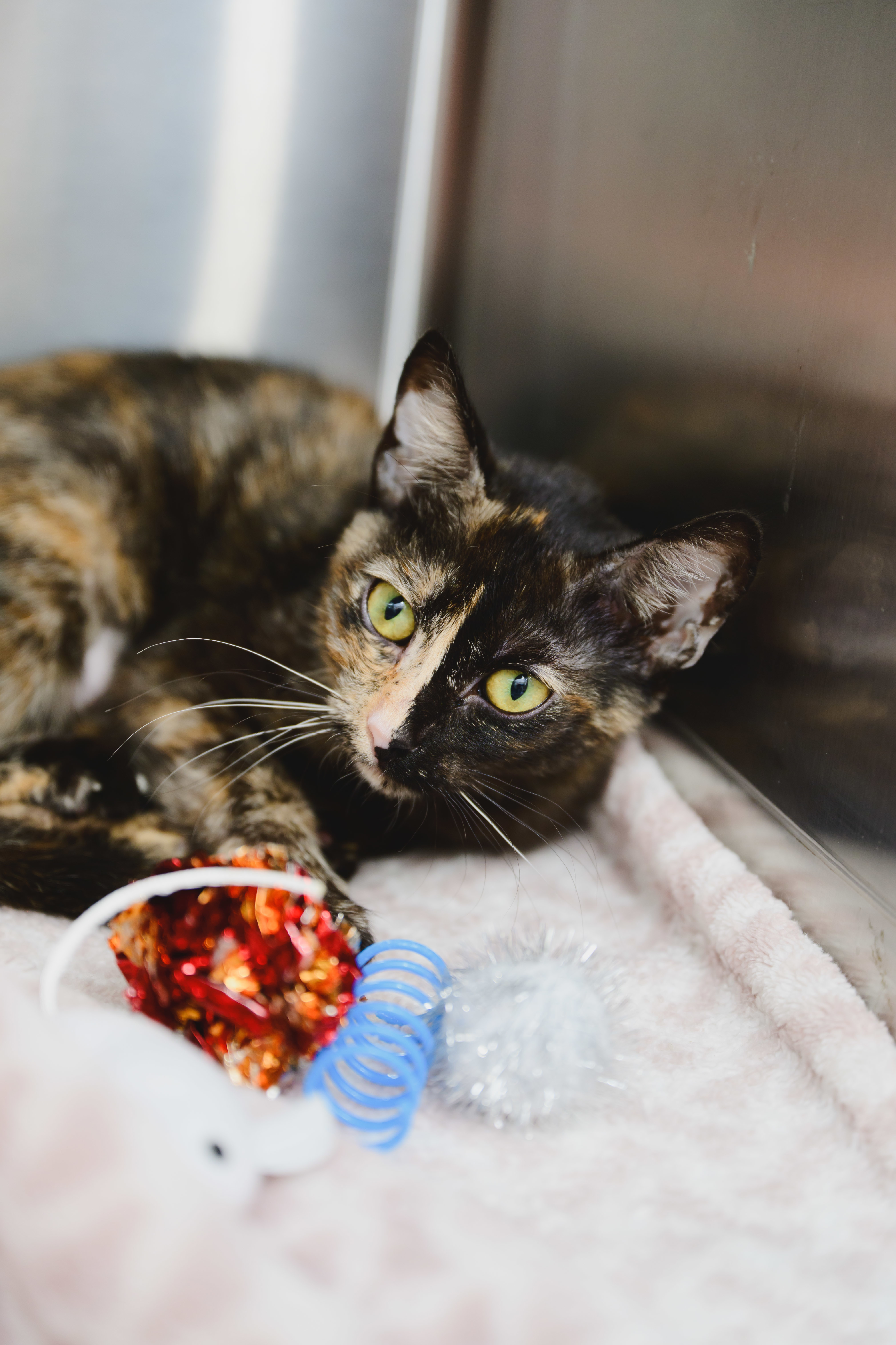 Ginger, an adoptable Domestic Short Hair in Honolulu, HI, 96826 | Photo Image 2