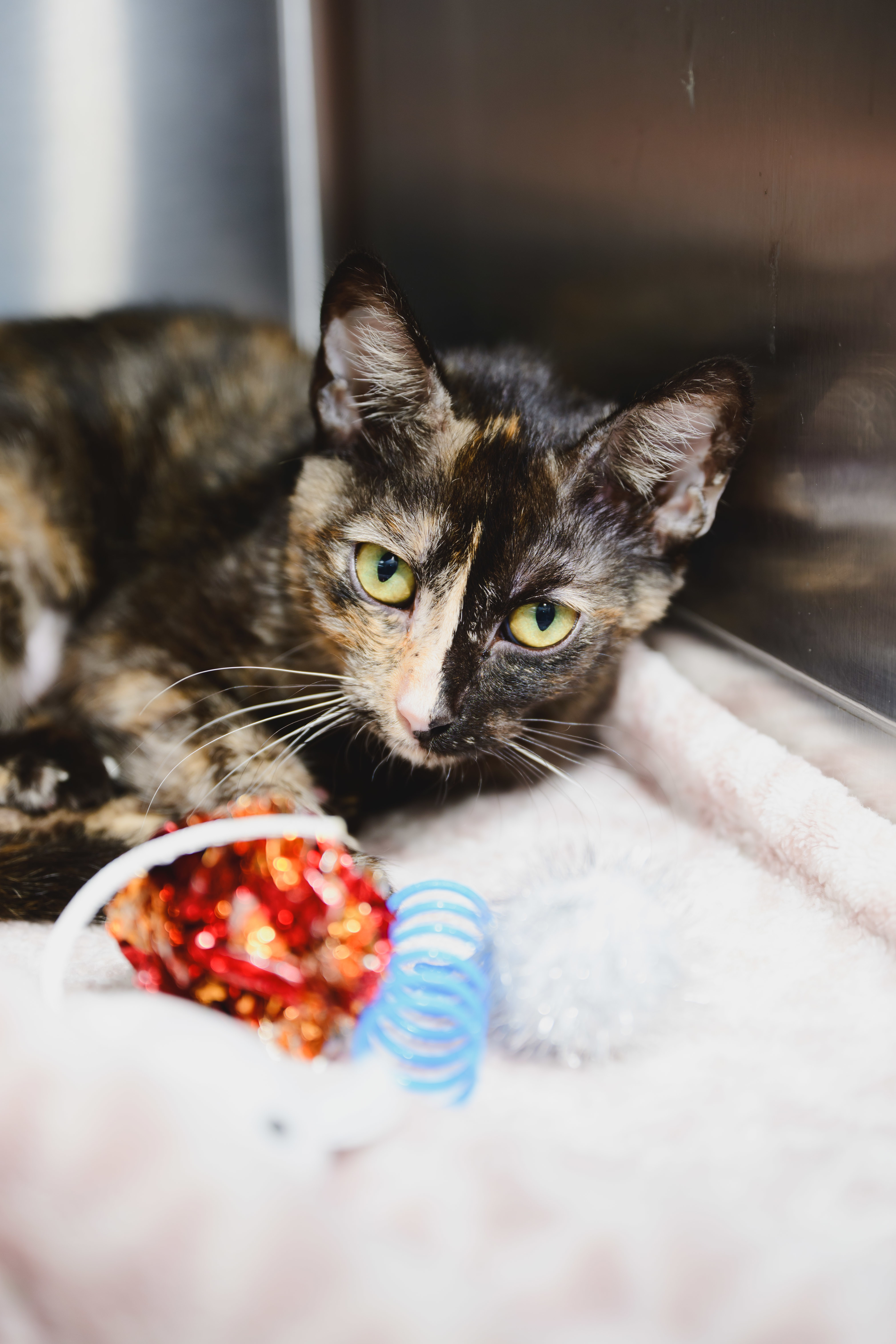 Ginger, an adoptable Domestic Short Hair in Honolulu, HI, 96826 | Photo Image 3