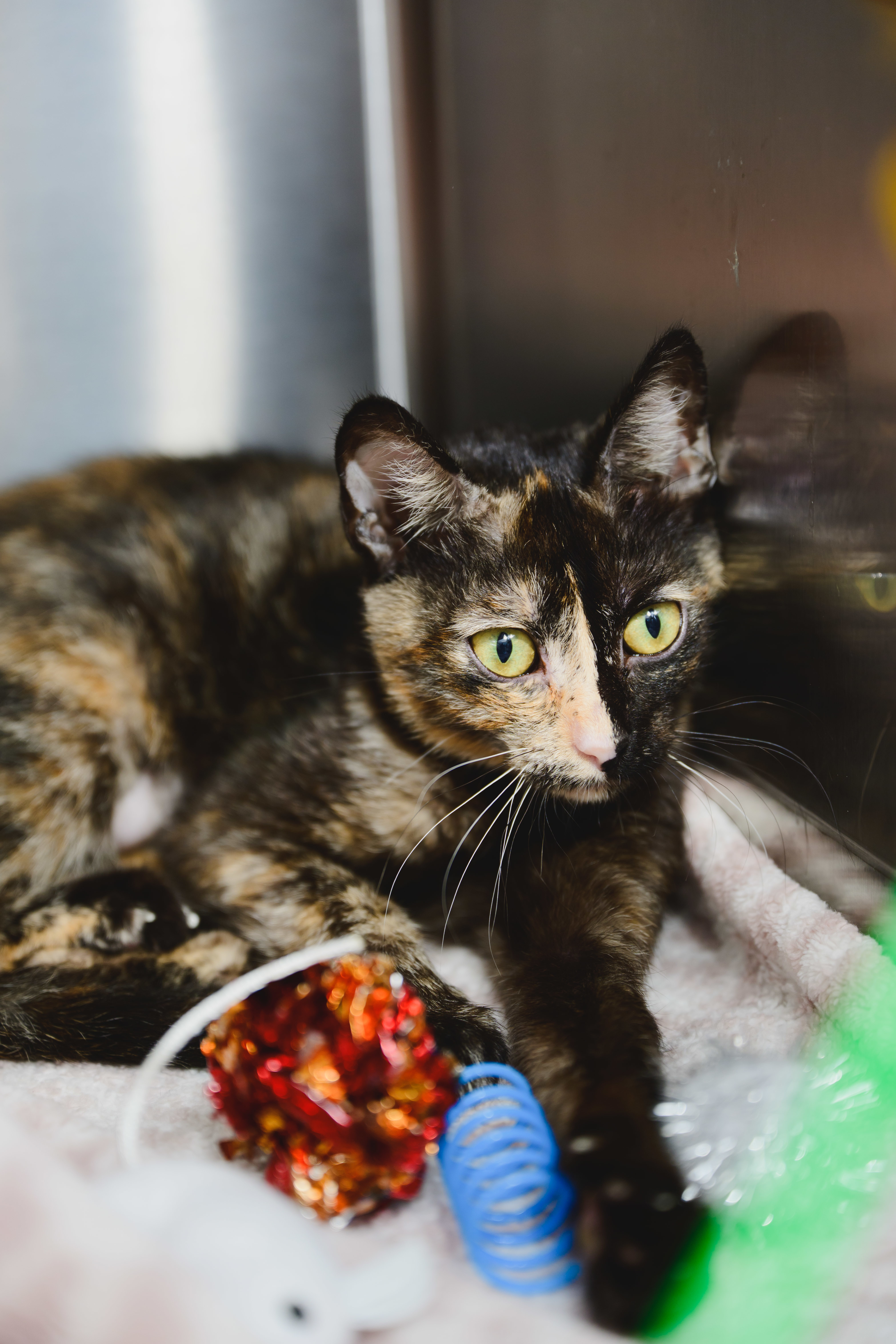 Ginger, an adoptable Domestic Short Hair in Honolulu, HI, 96826 | Photo Image 4