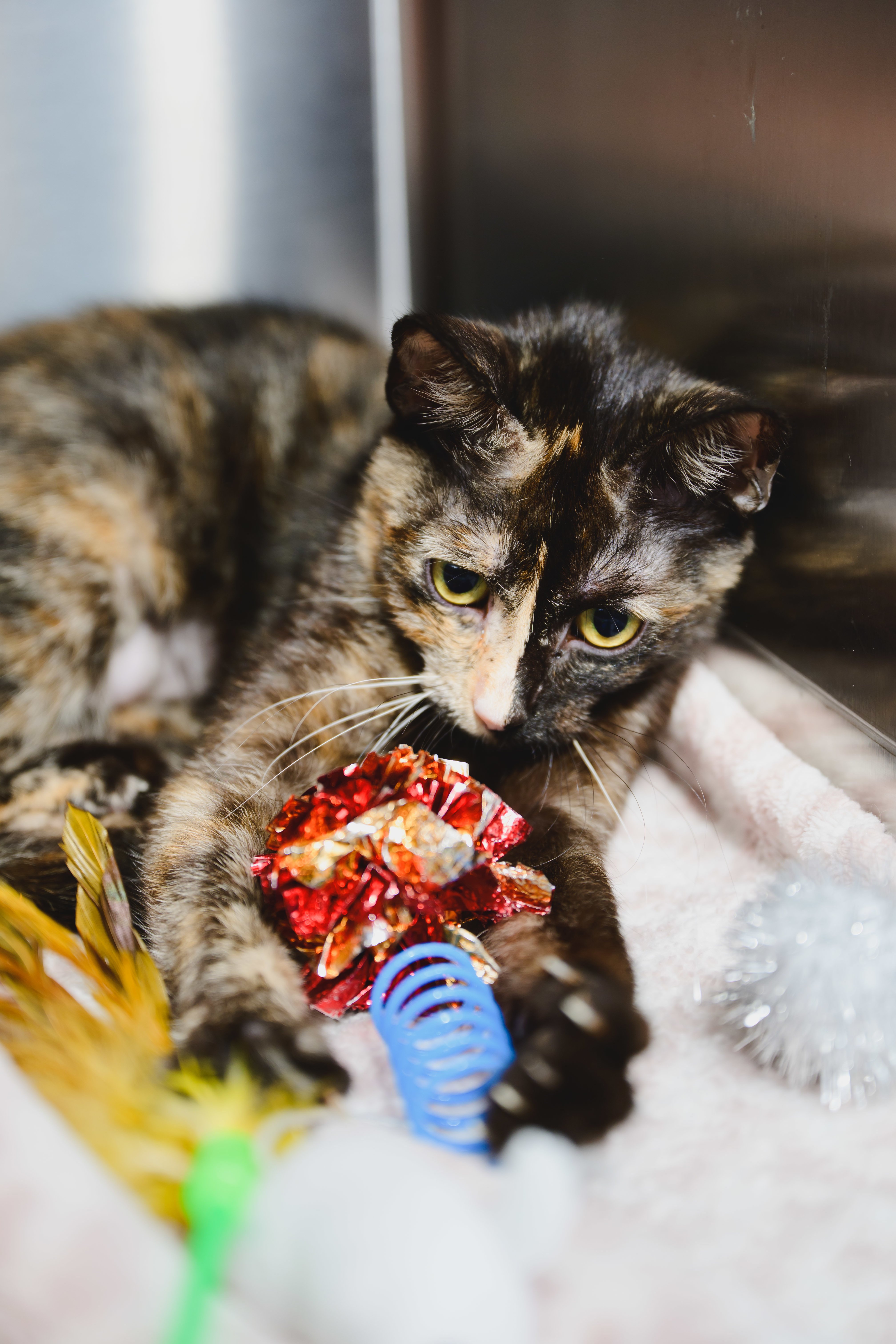 Ginger, an adoptable Domestic Short Hair in Honolulu, HI, 96826 | Photo Image 5