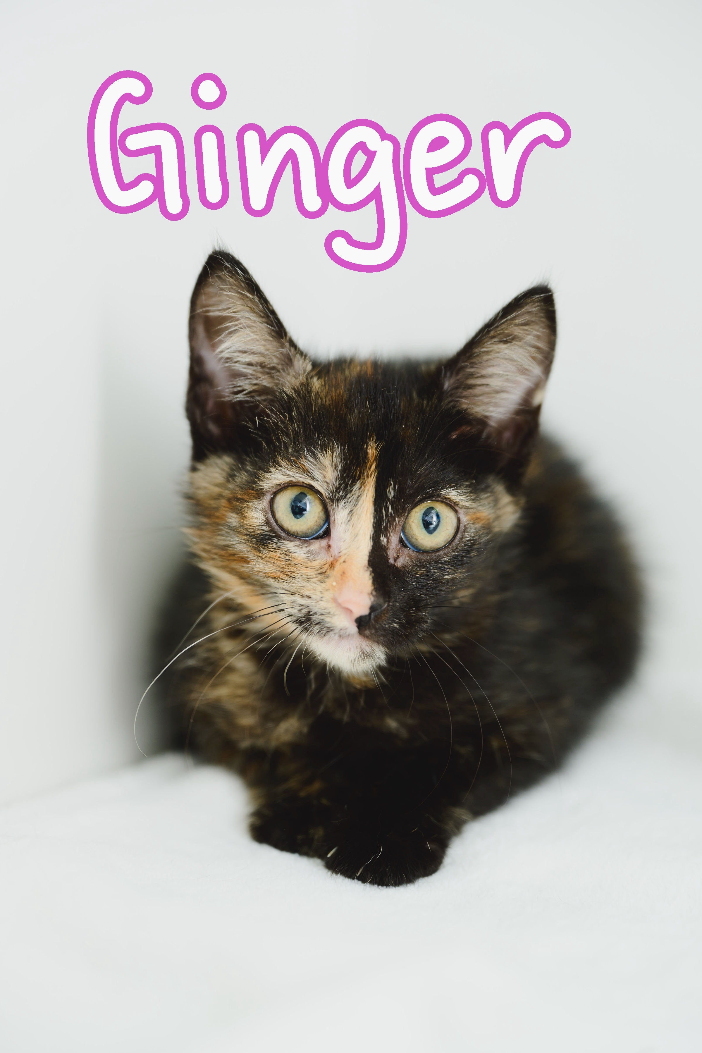 Ginger, an adoptable Domestic Short Hair in Honolulu, HI, 96826 | Photo Image 6