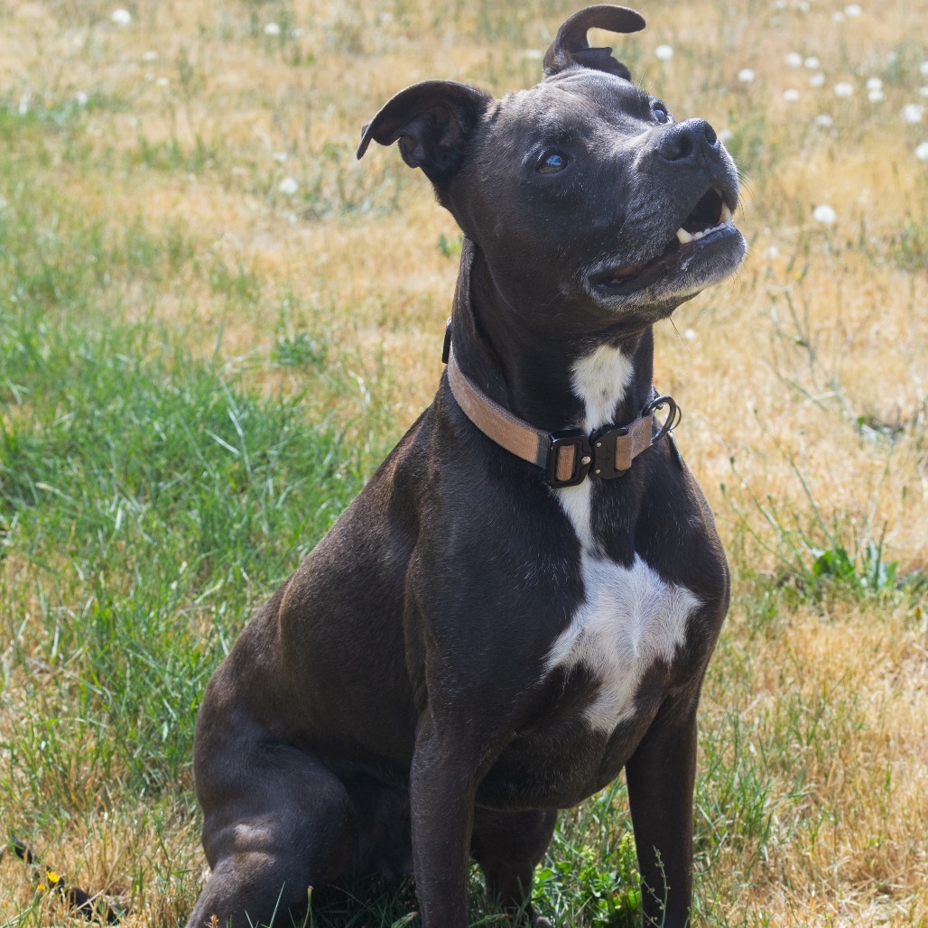Carter, an adoptable Whippet in Corvallis, OR, 97330 | Photo Image 1