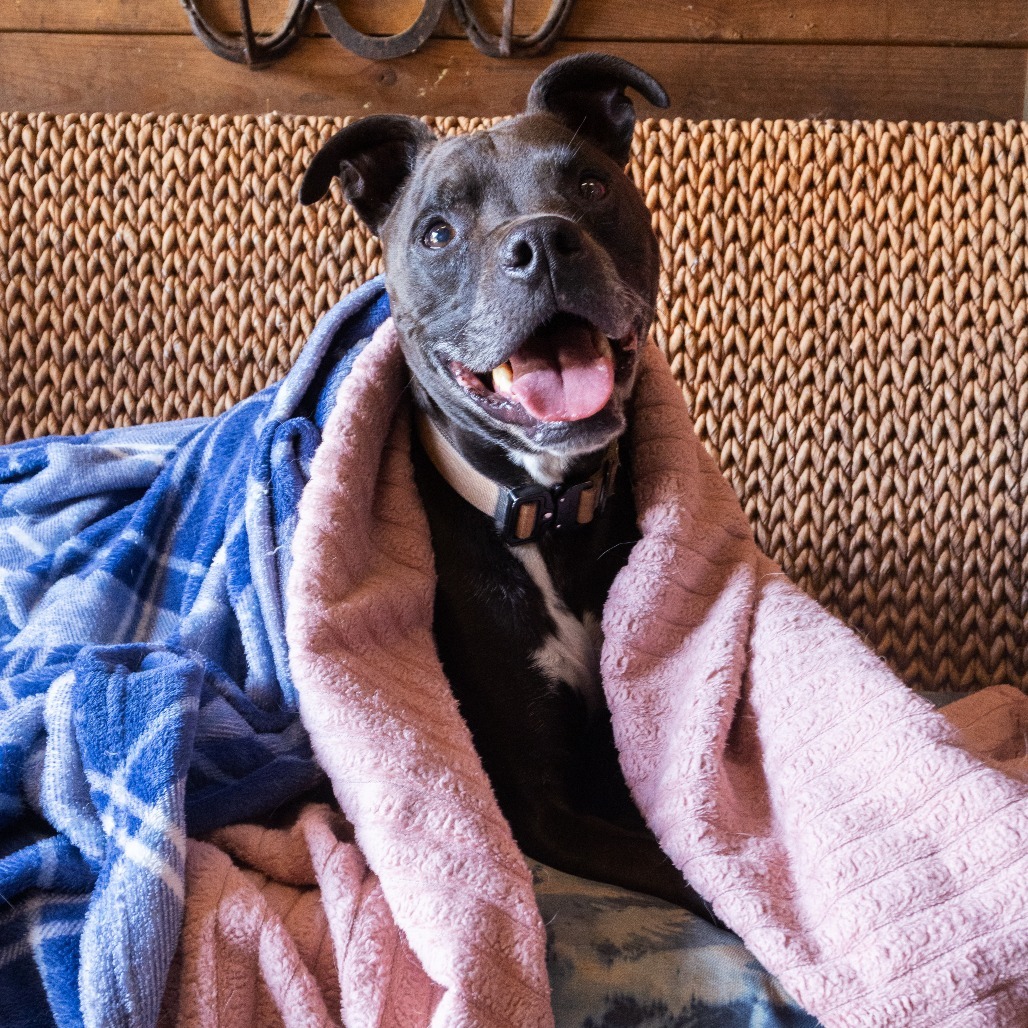 Carter, an adoptable Whippet in Corvallis, OR, 97330 | Photo Image 1