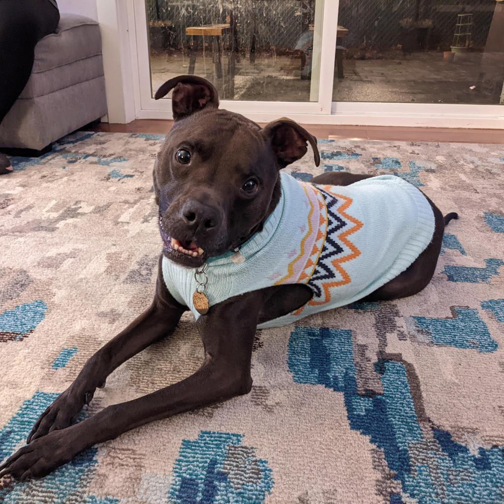 Carter, an adoptable Whippet in Corvallis, OR, 97330 | Photo Image 2