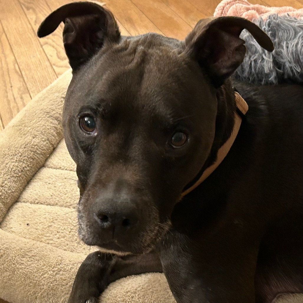 Carter, an adoptable Whippet in Corvallis, OR, 97330 | Photo Image 3