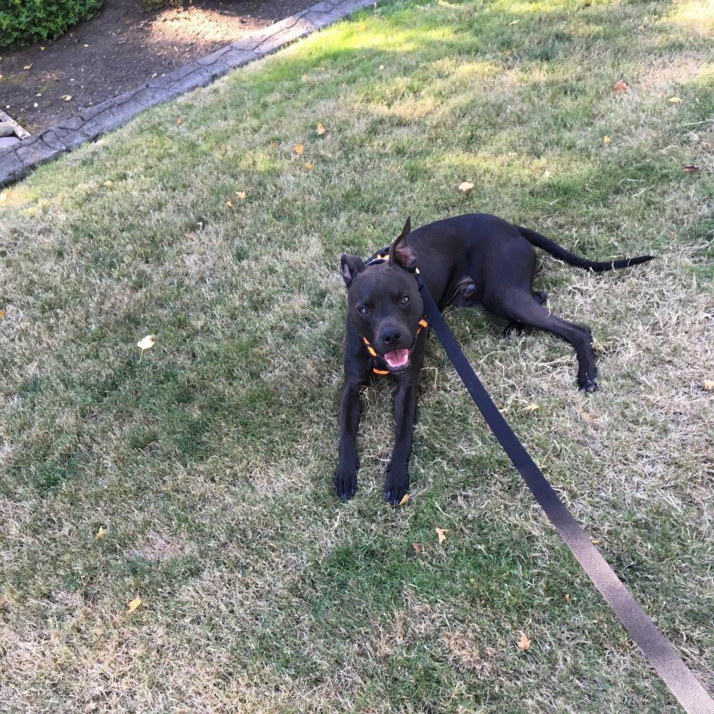 Carter, an adoptable Whippet in Corvallis, OR, 97330 | Photo Image 4