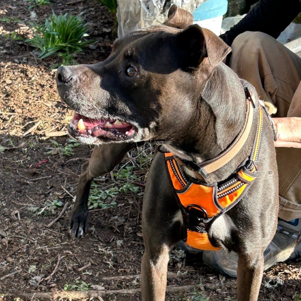 Carter, an adoptable Whippet in Corvallis, OR, 97330 | Photo Image 4