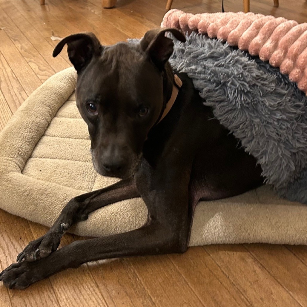 Carter, an adoptable Whippet in Corvallis, OR, 97330 | Photo Image 5