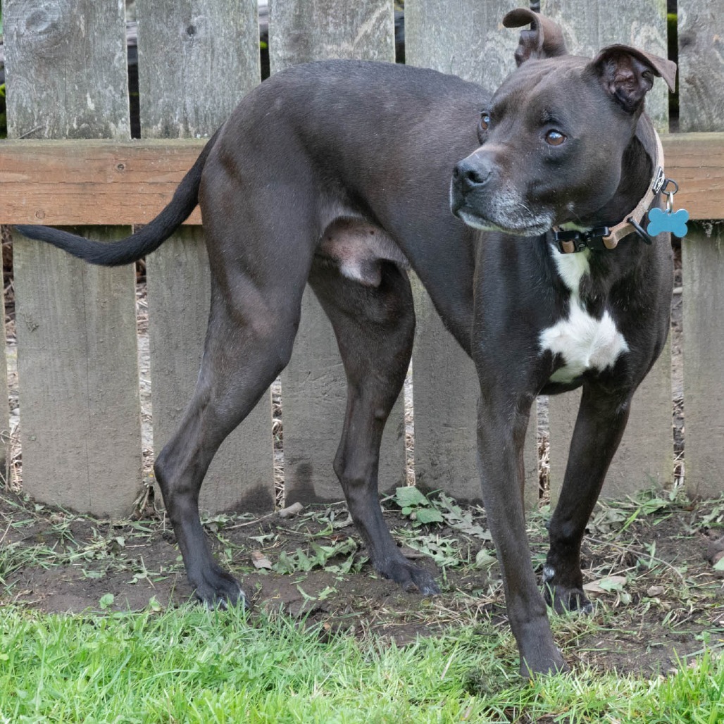 Carter, an adoptable Whippet in Corvallis, OR, 97330 | Photo Image 5