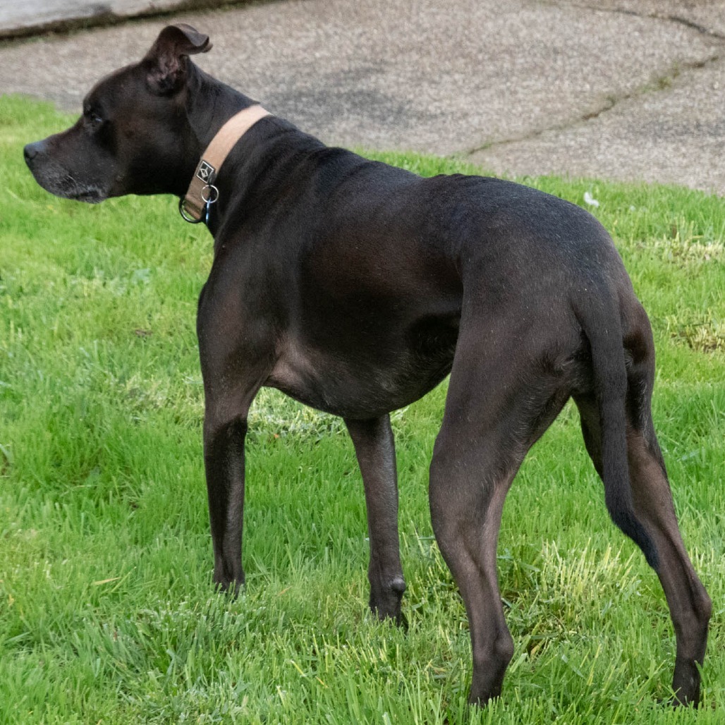 Carter, an adoptable Whippet in Corvallis, OR, 97330 | Photo Image 6