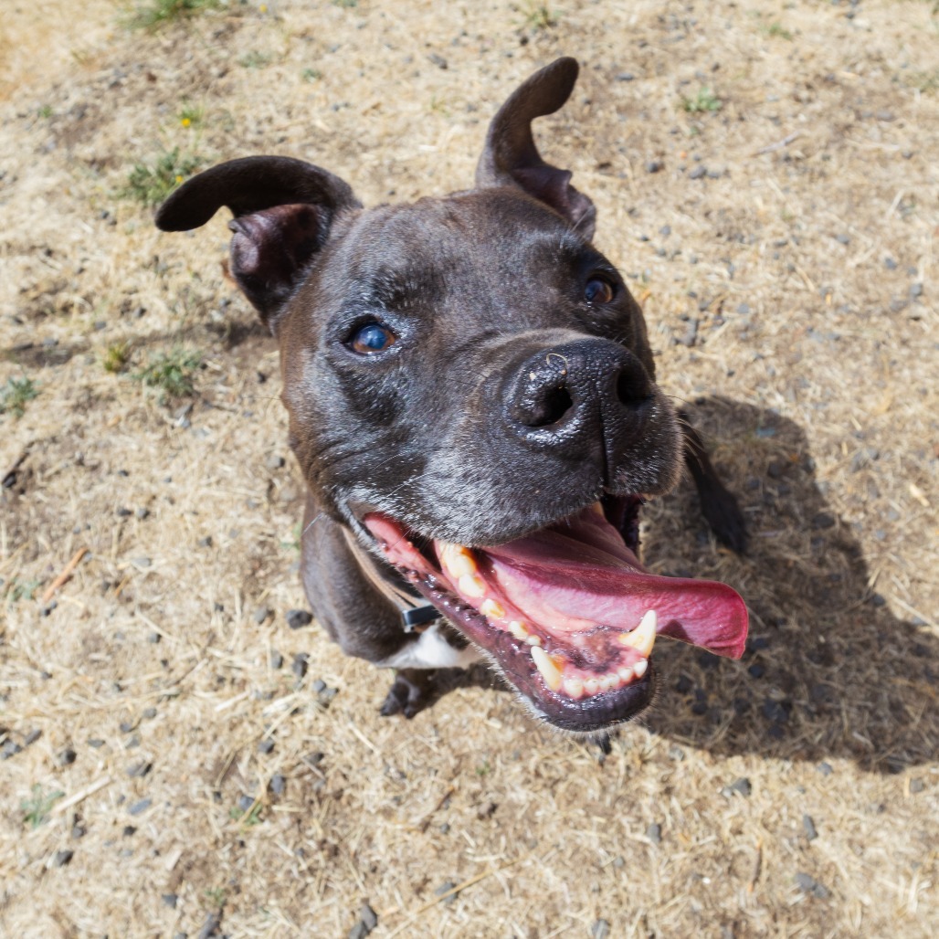 Carter, an adoptable Whippet in Corvallis, OR, 97330 | Photo Image 6