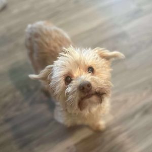 Cynthia Yorkshire Terrier Dog
