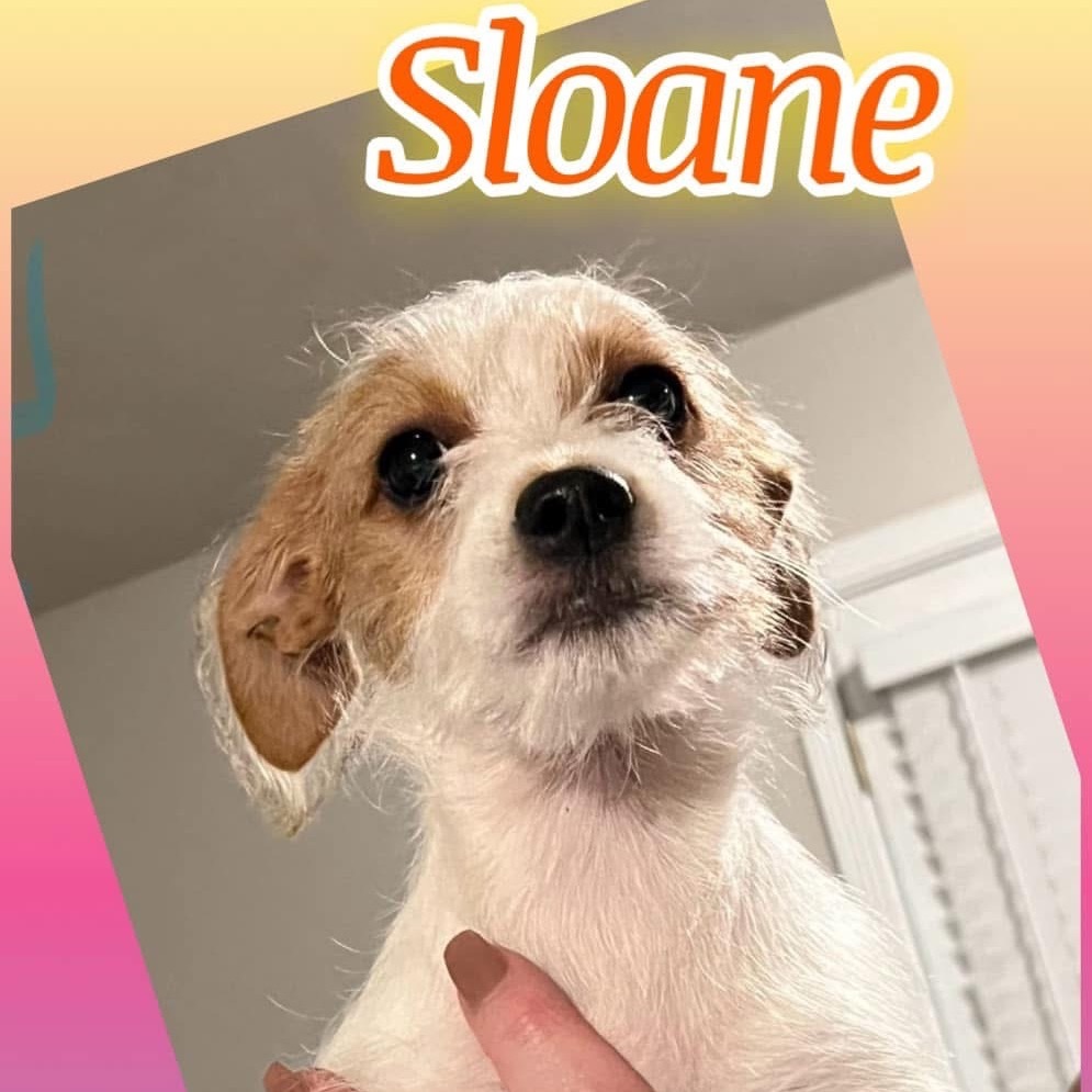 Sloane (Dallas)