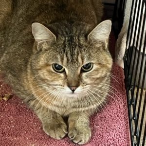 Alicia, Adult Female Domestic Short Hair