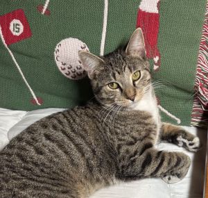 Tiger - Bengal Tabby, Young Male unknown