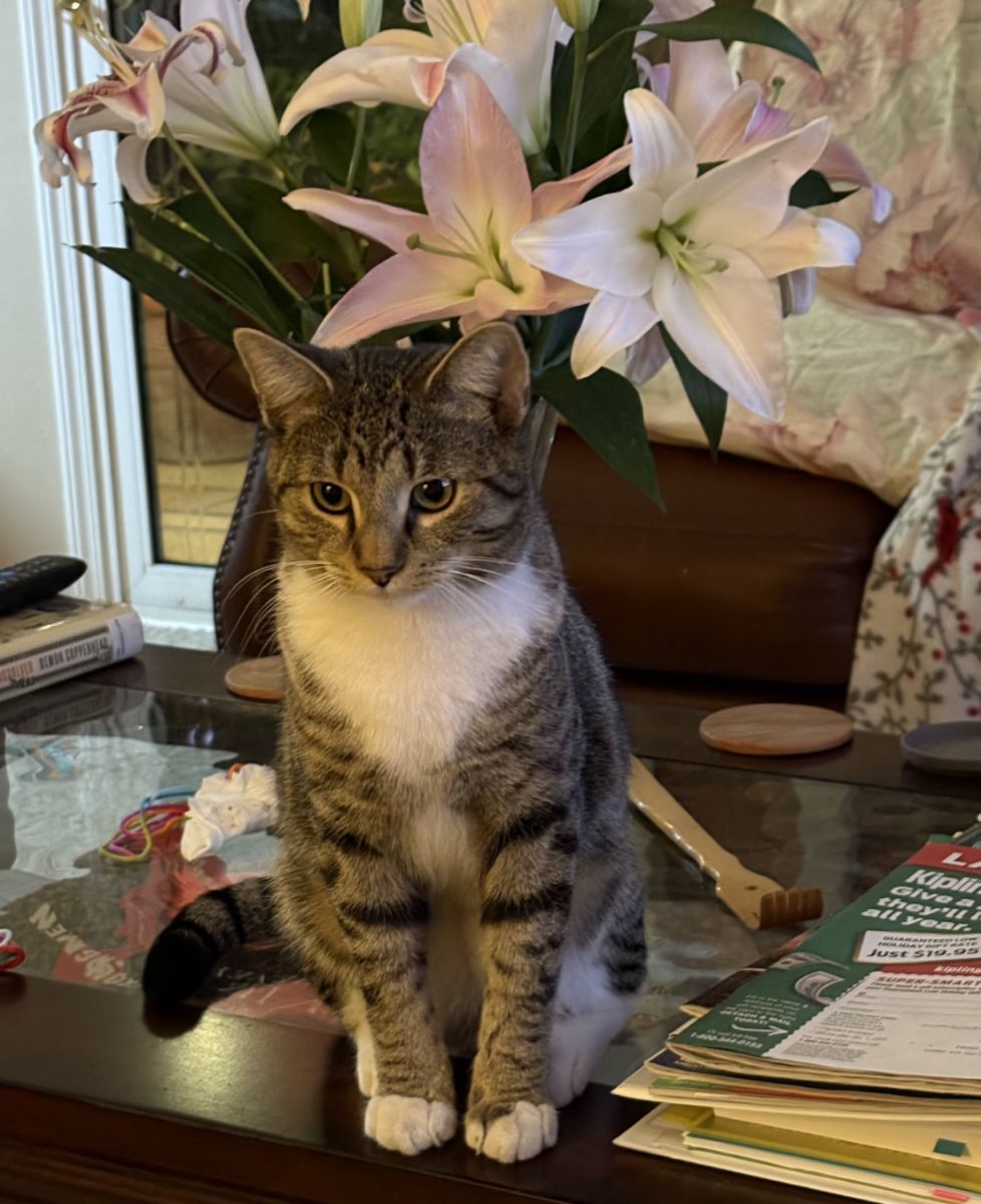 Tiger - Bengal Tabby