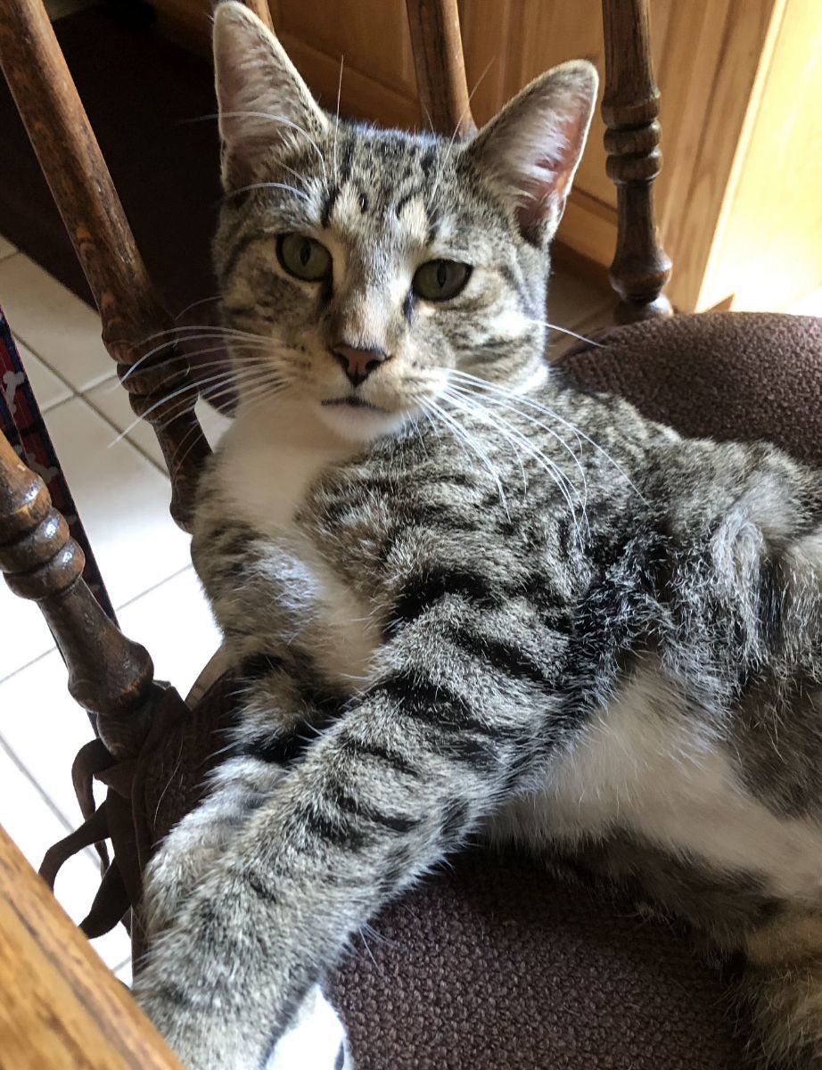 Tiger - Bengal Tabby