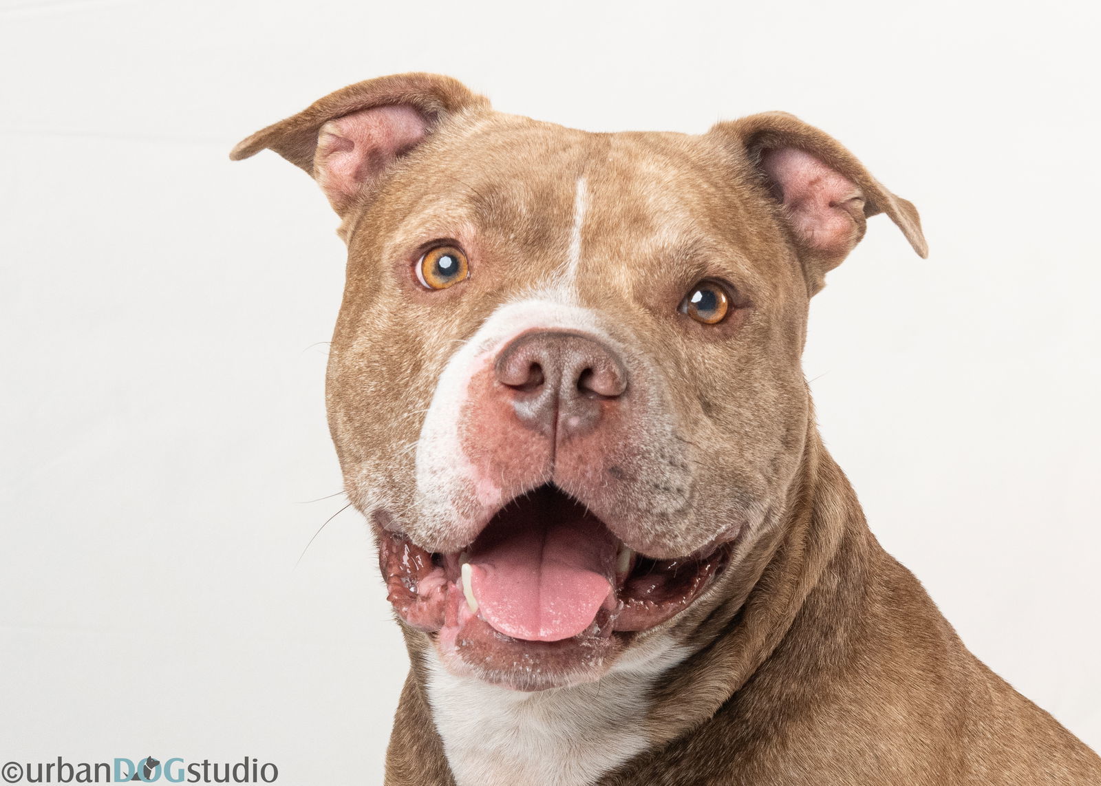 Axel - M, an adoptable Bullmastiff in Tampa, FL, 33611 | Photo Image 1