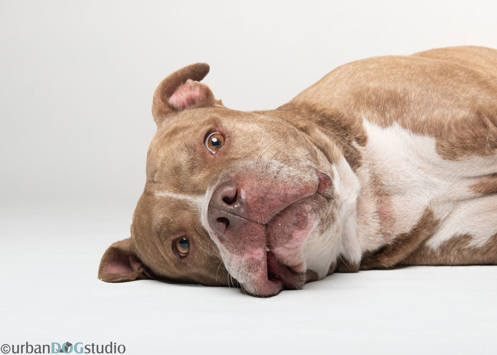 Axel - M, an adoptable Bullmastiff in Tampa, FL, 33611 | Photo Image 2