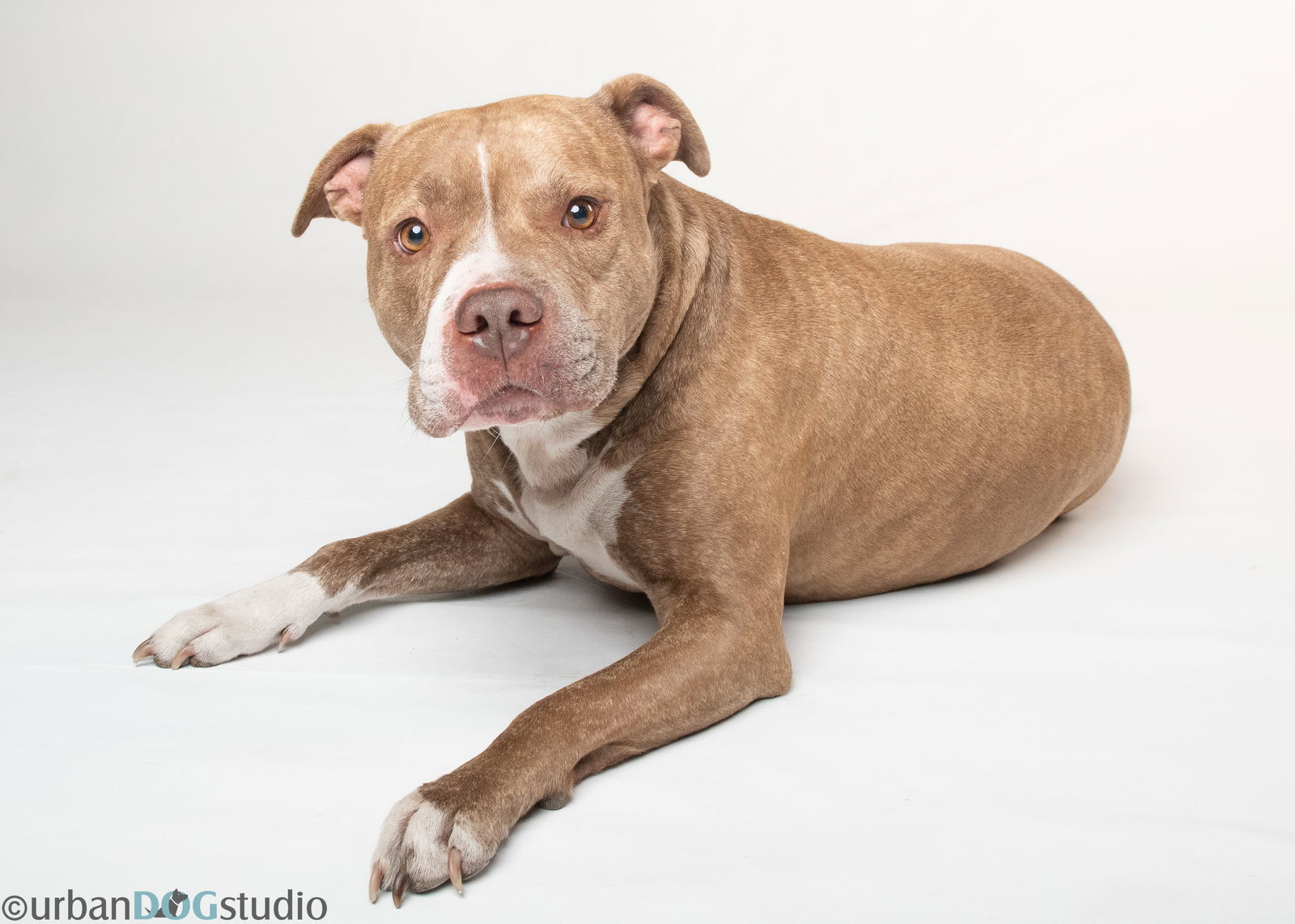 Axel - M, an adoptable Bullmastiff in Tampa, FL, 33611 | Photo Image 3