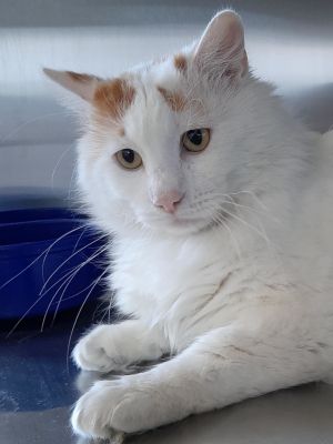 Victory, Adult Male Domestic Short Hair
