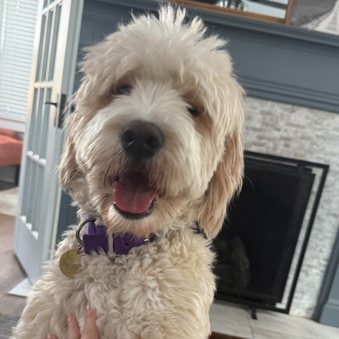 Mr Bingley, an adoptable Goldendoodle in Louisville, KY, 40206 | Photo Image 1