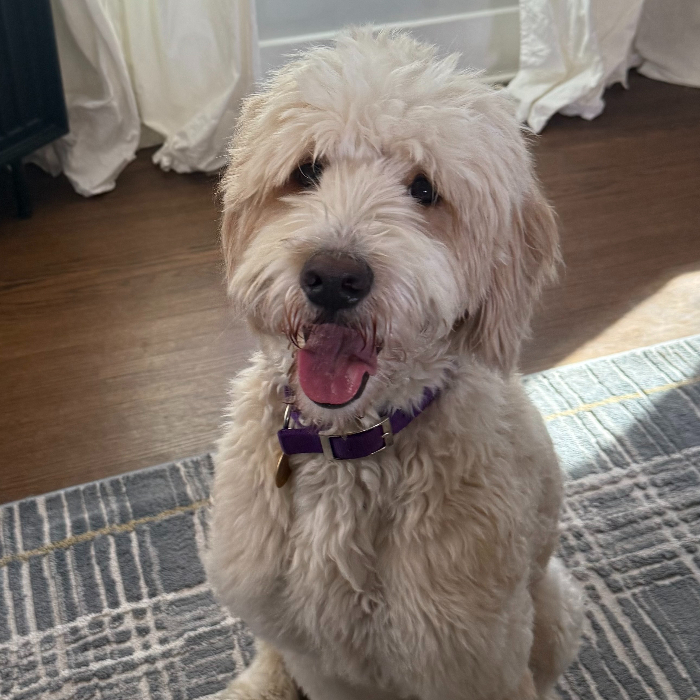 Mr Bingley, an adoptable Goldendoodle in Louisville, KY, 40206 | Photo Image 2