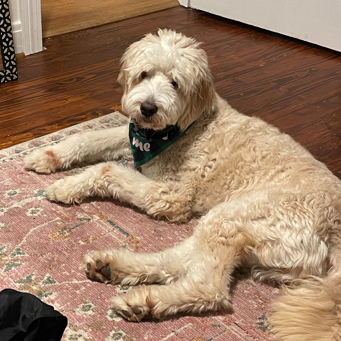 Mr Bingley, an adoptable Goldendoodle in Louisville, KY, 40206 | Photo Image 3