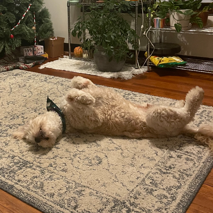 Mr Bingley, an adoptable Goldendoodle in Louisville, KY, 40206 | Photo Image 5