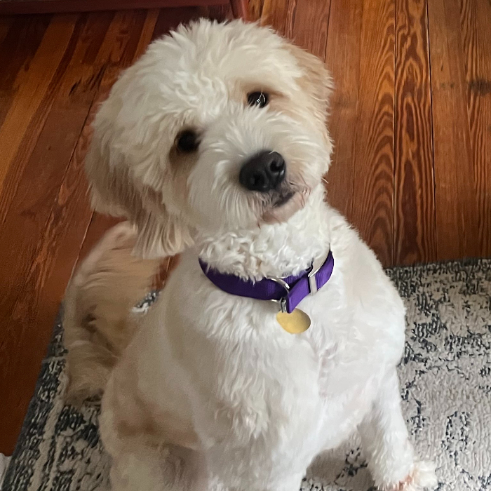 Mr Bingley, an adoptable Goldendoodle in Louisville, KY, 40206 | Photo Image 6