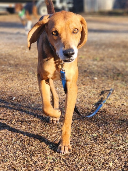 Drew, an adoptable Foxhound, Mixed Breed in Conway, SC, 29526 | Photo Image 2