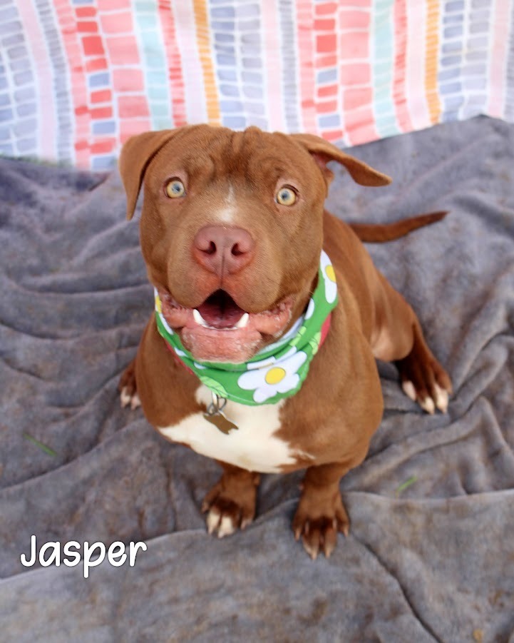 Jasper