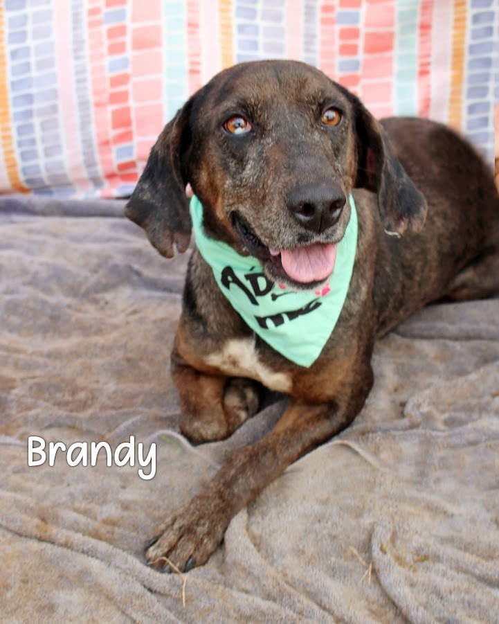 Brandy