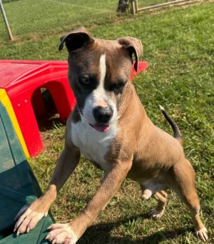 Micky, Young Male Boxer