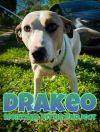 Drakeo photo 1