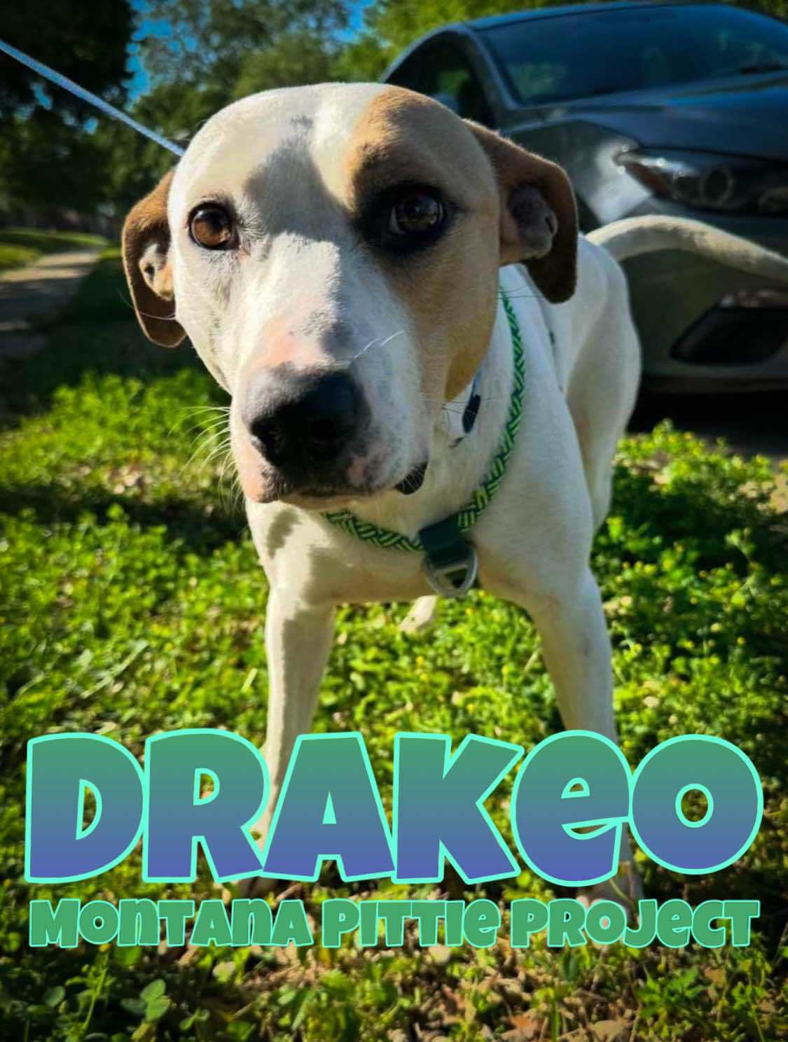 Drakeo, an adoptable Pit Bull Terrier in Arlee, MT, 59821 | Photo Image 1