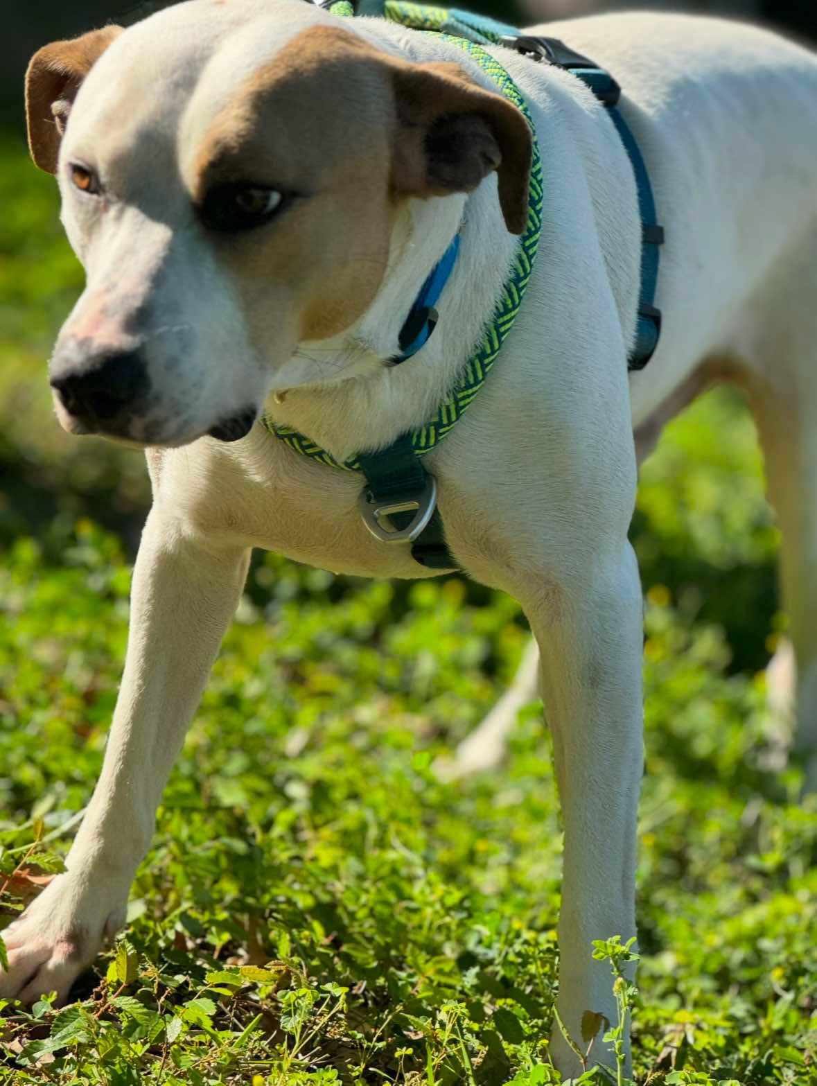 Drakeo, an adoptable Pit Bull Terrier in Arlee, MT, 59821 | Photo Image 2