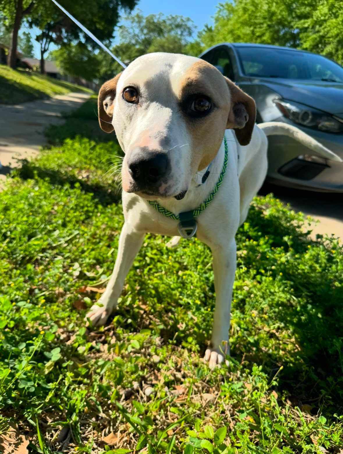 Drakeo, an adoptable Pit Bull Terrier in Arlee, MT, 59821 | Photo Image 3