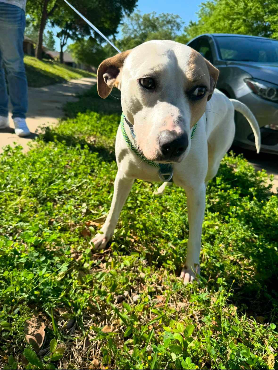 Drakeo, an adoptable Pit Bull Terrier in Arlee, MT, 59821 | Photo Image 4