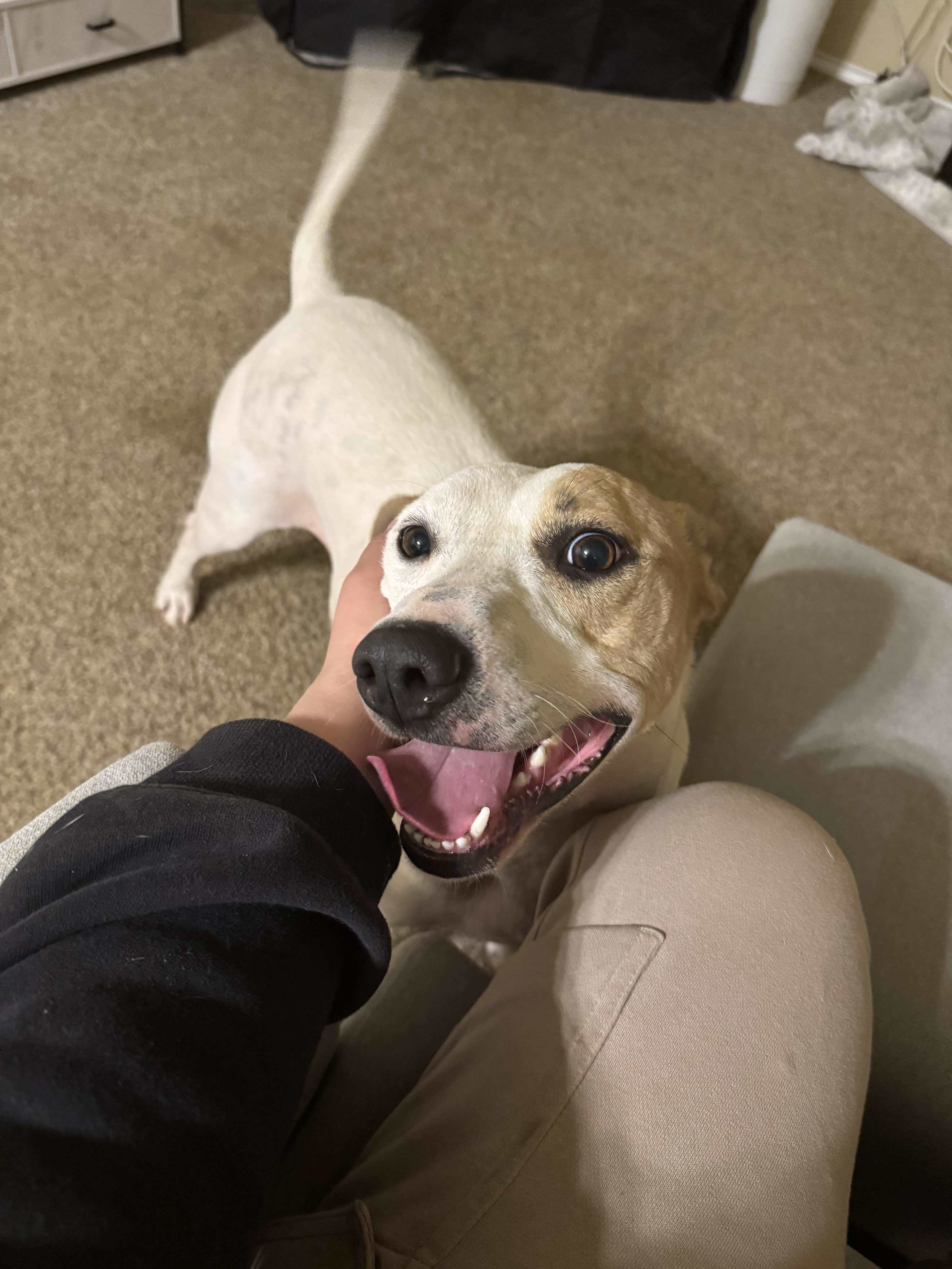 Drakeo, an adoptable Pit Bull Terrier in Arlee, MT, 59821 | Photo Image 5