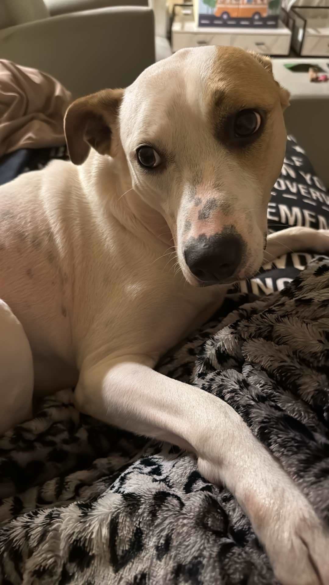 Drakeo, an adoptable Pit Bull Terrier in Arlee, MT, 59821 | Photo Image 6