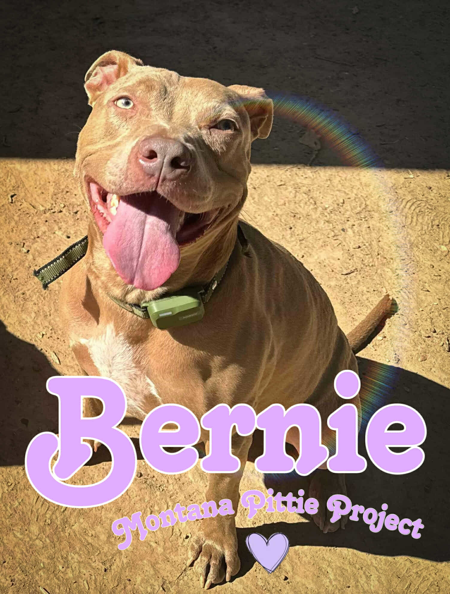Bernie, an adoptable Pit Bull Terrier, American Staffordshire Terrier in Arlee, MT, 59821 | Photo Image 1